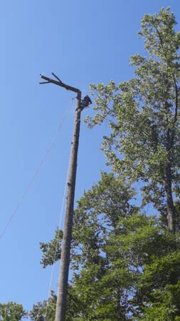 ??????Tree Removal Cesar Tree Service ??????