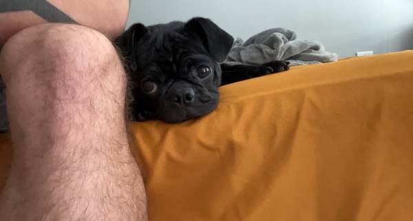 Rehoming purebred Pug