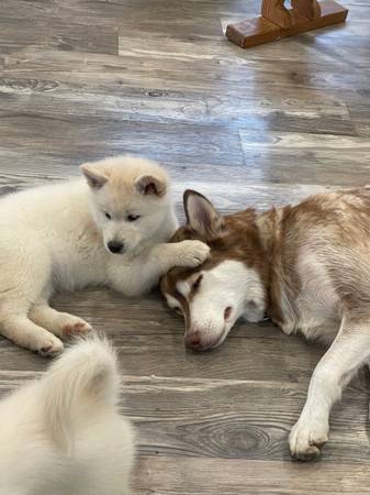 Rehoming husky/malamutes