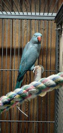 breeding pair of indian ringnecks