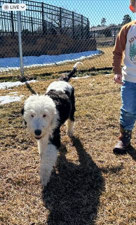 Sheepadoodle Puppy