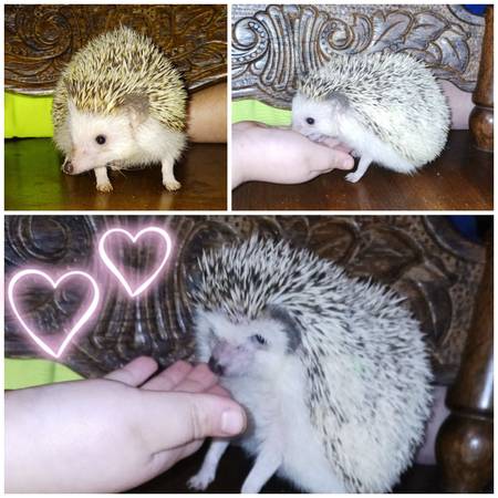 rehoming my hedgehogs