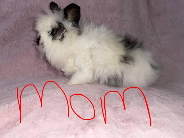 Perfect Valentines gift lionhead bunnies