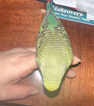 Parakeets trade for hens/poultry