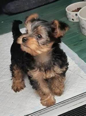 available yorkie puppy