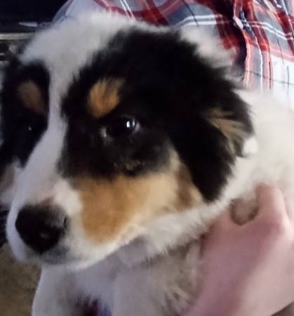 Tricolor Male Australian shepherd puppy male