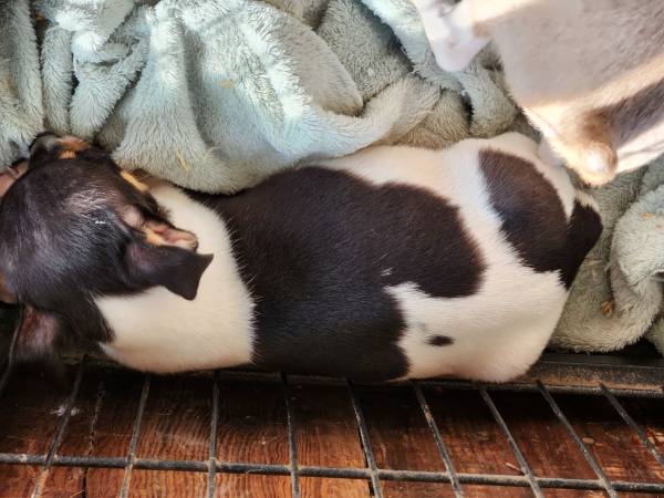 Rat Terrier Puppies