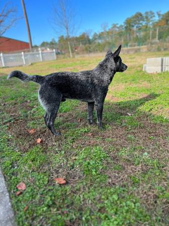 blue heeler