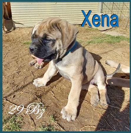 Xena – Mastiff Puppy for Rehome