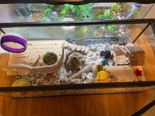 deluxe hamster setup