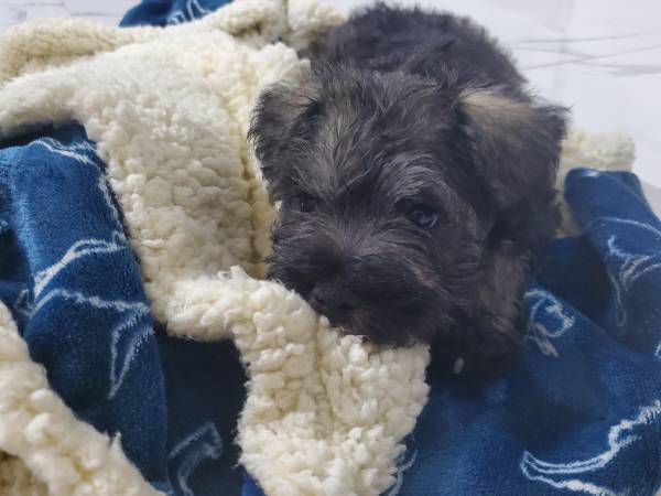 Adorable miniature schnauzers