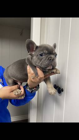 french bulldog pups