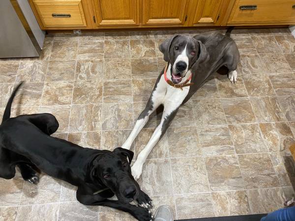 2 Great Danes for adoption