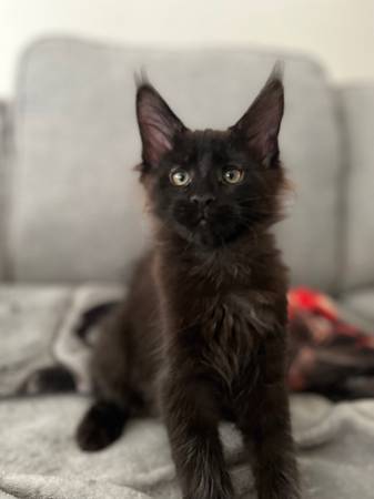 Black maine coon