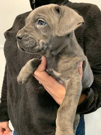 Italian mastiff puppy