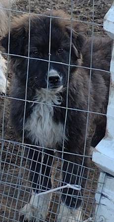 Livestock Guardian Pup