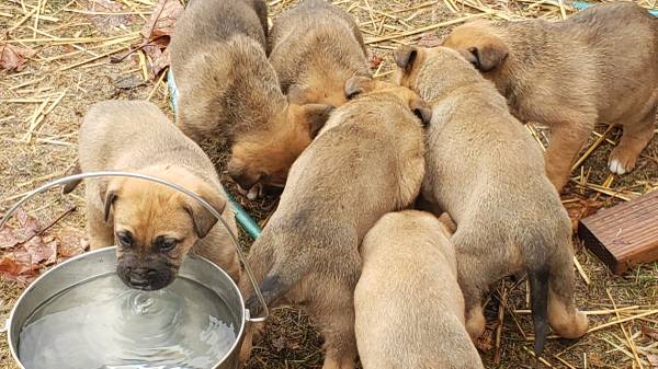 german shepherd/ boxers puppies 6 weeks old