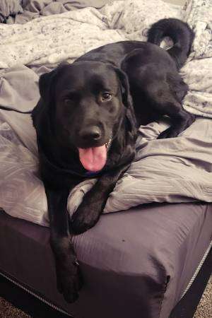 Black Female Lab Mix for Good Home