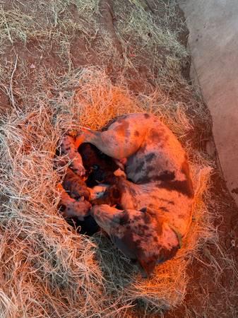 Catahoula Pups