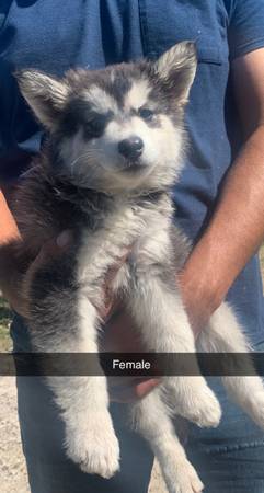 Siberian husky puppies