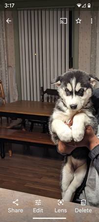 AKC registered Siberian husky