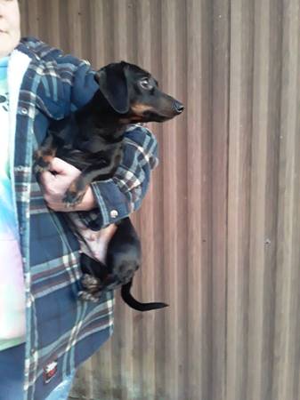 Mini dachshund puppies