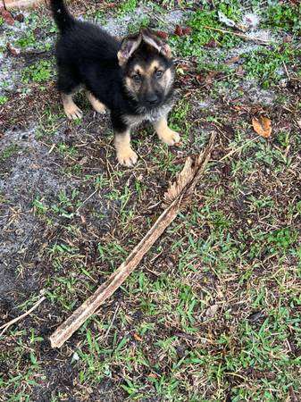 9wk male German shepherd