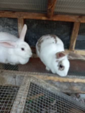 2 female rabbits with hutch