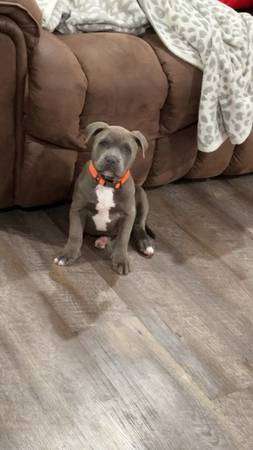 American Blue Pit Bully