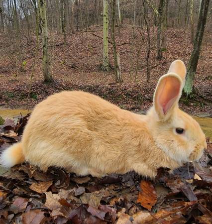 Fawn Flemish Giant buck with pedigree