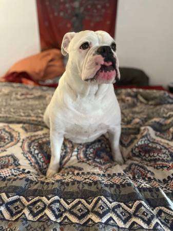 Deaf Olde English Bulldog In Need of Home