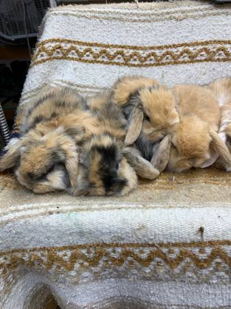 holland lop bunnies rabbits