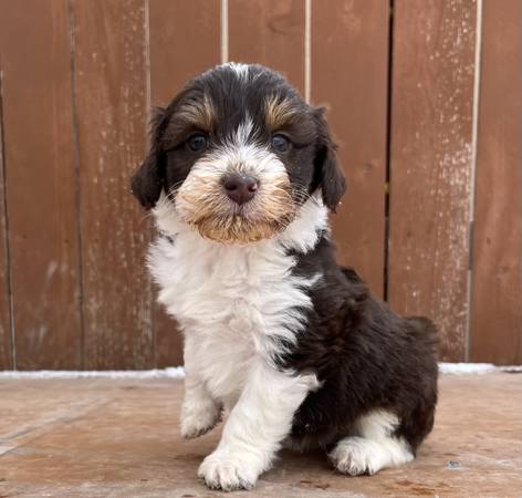 Aussiedoodle