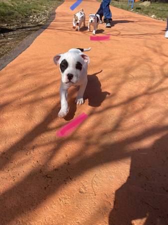 Pitbull x Bully pups