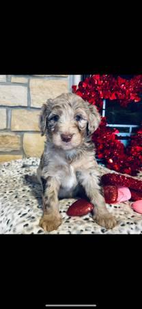 Aussidoodle puppies