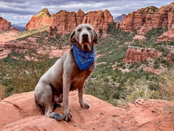 Lost silver lab dog