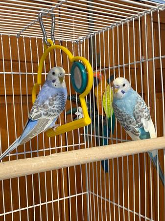 Parakeets/Budgies