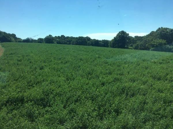 Advanced Hay N Pasture Fertilizer! Fesue- Orchard -Alfalfa- Bermuda!