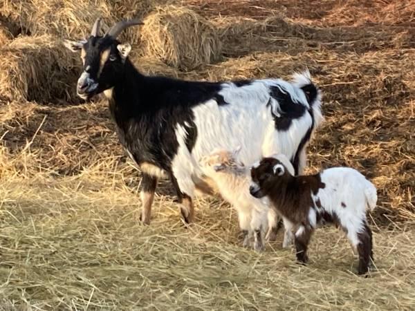 pygmy goats