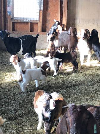 4-H Boer Goat Kids