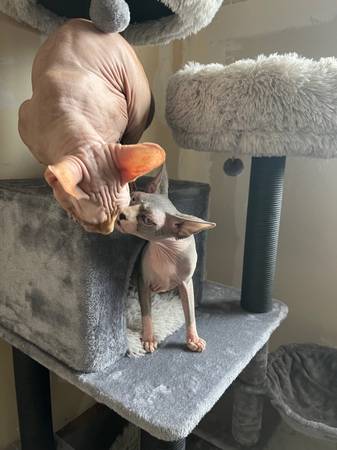 Sphynx Cats