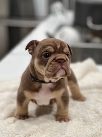 English bulldog pups