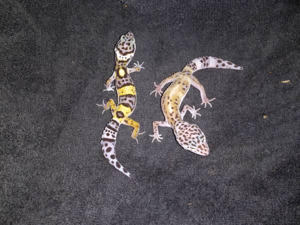 Juvenile Leopard Geckos