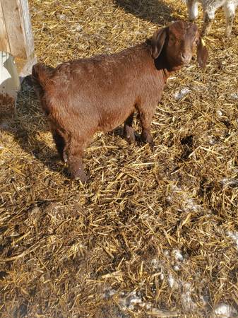 Commercial Boer Goat Doelings