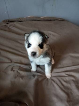 Siberian husky puppy