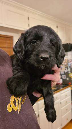 Labradoodle puppy