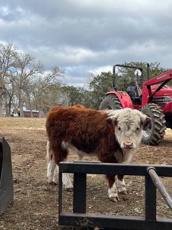 Mini Hereford Bull!!