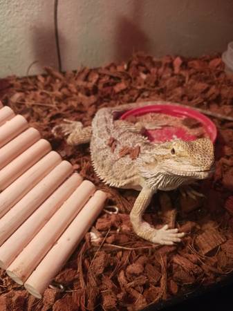 8 month old Female Hypo Bearded Dragon With setup