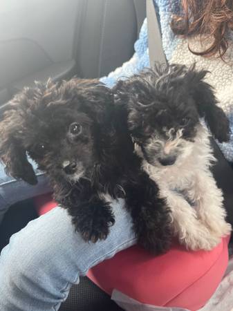 2 toy poodle puppies