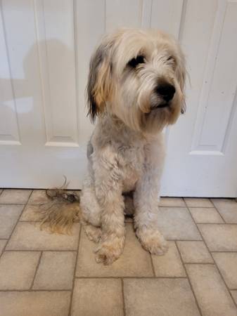 12 month old male Poodle mix